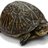 ogturtles