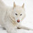 Huskymoon