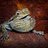 beardeddragon1