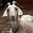 InterGoat