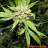Burn_A_Spliff