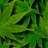 Special Kush