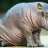 Large Animal