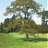Oak