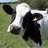 cows313