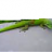 Geckozz