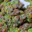 purple smoke 420