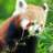 gSkullPanda