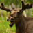 CMoosePower