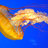 Jelly 0wns