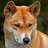Dingo69