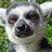Lemurz