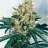 Highgrade1990