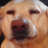 nosirpls