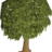 Oak Dice