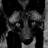 Foxes
